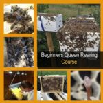 Beginners Queen Rearing Course